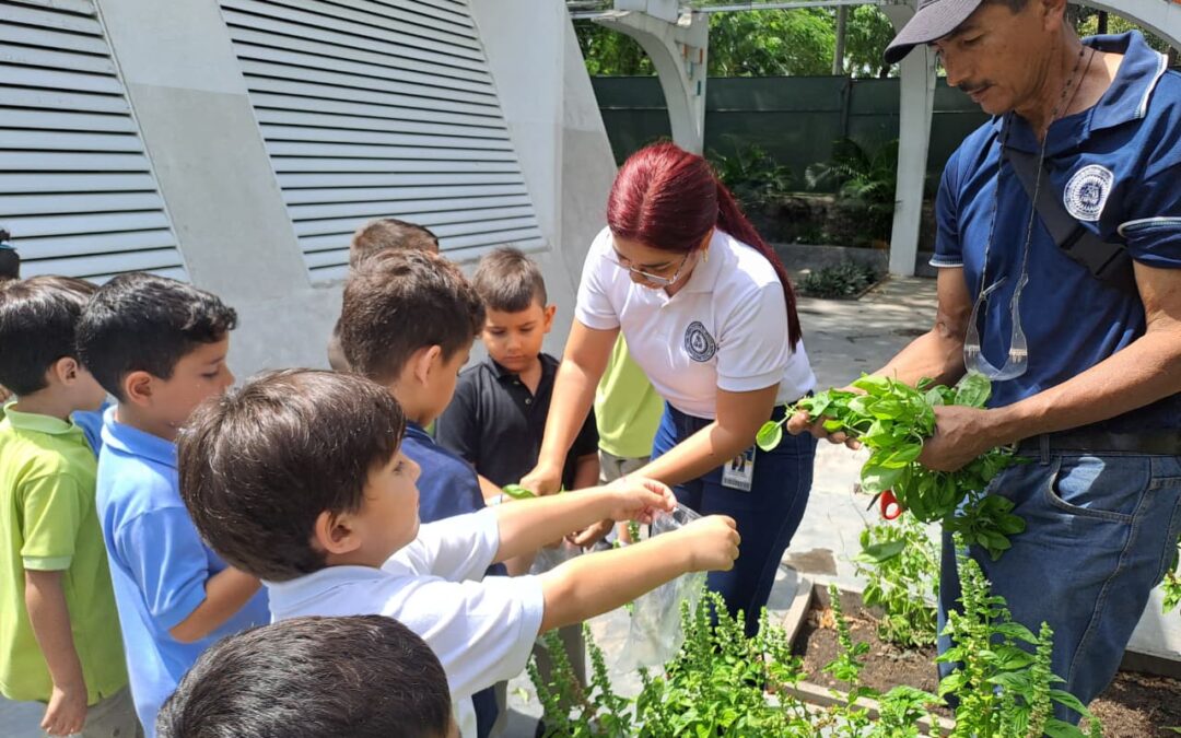 Cosecha de albahaca – Preescolar